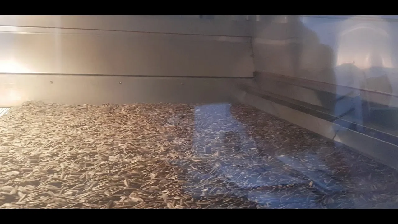 The best way to roast good and quality sunflower seeds is an air roasting oven.